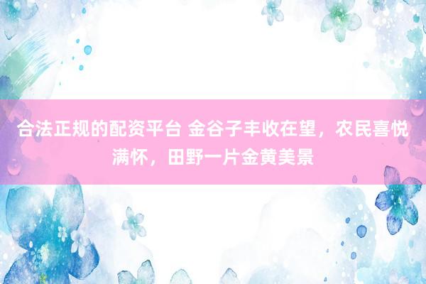 合法正规的配资平台 金谷子丰收在望，农民喜悦满怀，田野一片金黄美景